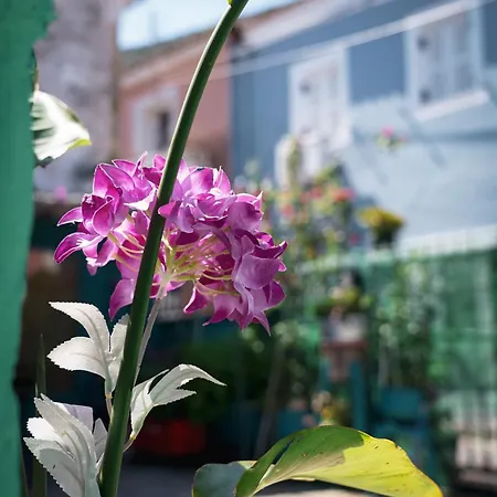 Krassi Apartment, Agios Mattheos Lejlighed *